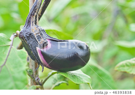 野菜畑のナス 46393838