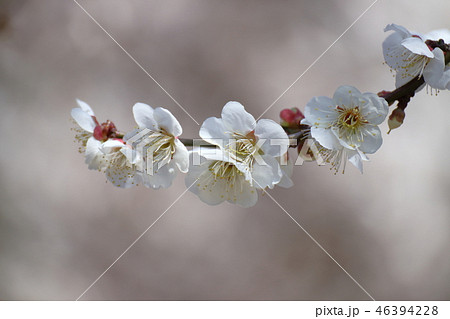 寒空の下気品良く 寒空の下気品良く 46394228