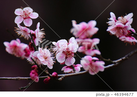 寒空の下気品良く 46394677