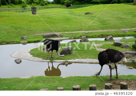 ダチョウ　動物園 46395320