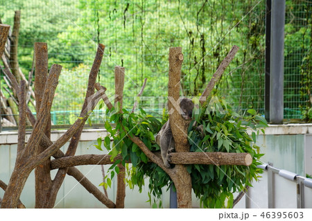 コアラ 動物園 コアラ 動物園 46395603