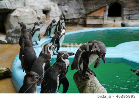 ペンギン　動物園 46395995