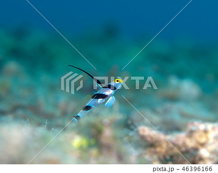 ヒレナガネジリンボウ 46396166