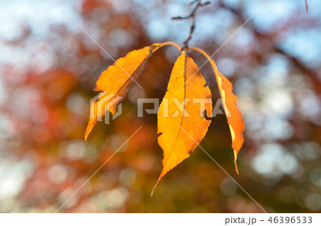 枯葉 クローズアップ 枯葉 クローズアップ 46396533