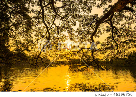 Evening in the Garden 46396756
