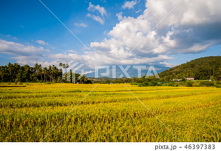 Golden rice in Thailand 46397383
