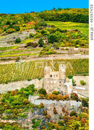Ehrenfels Castle with vineyards in autumn. The Rhine Gorge, Germany 46397459