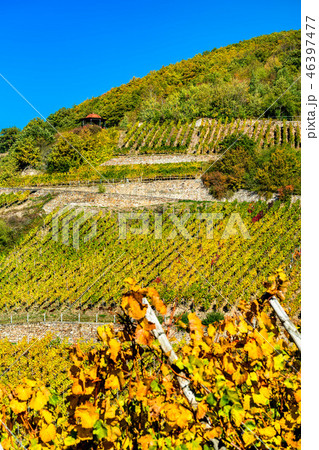 Rheingau vineyards at Assmannshausen in the Upper Middle Rhine Valley, Germany 46397477