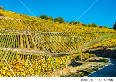 Rheingau vineyards at Assmannshausen in the Upper Middle Rhine Valley, Germany Rheingau vineyards at Assmannshausen in the Upper Middle Rhine Valley, Germany 46397496