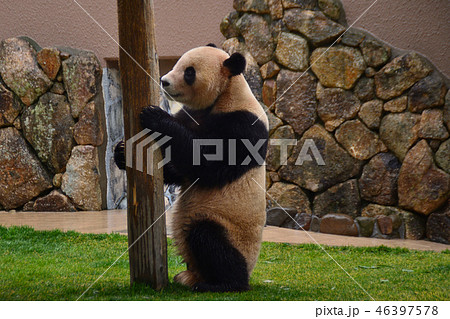 パンダ 46397578