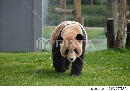 パンダ 46397582