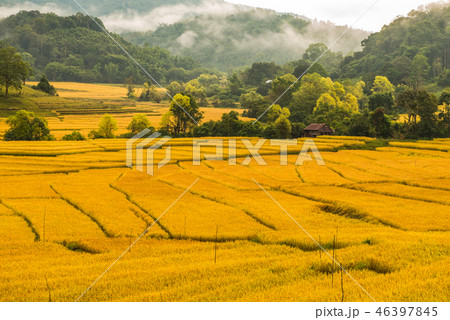 Rice farming in Thailand 3 Rice farming in Thailand 3 46397845