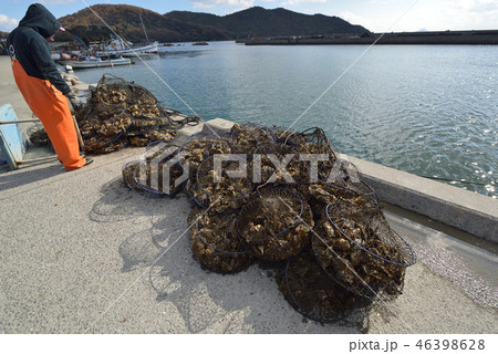水揚げされた牡蠣 坂越漁港の風景 水揚げされた牡蠣 坂越漁港の風景 46398628