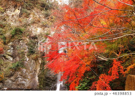 紅葉と箕面大滝 紅葉と箕面大滝 46398853