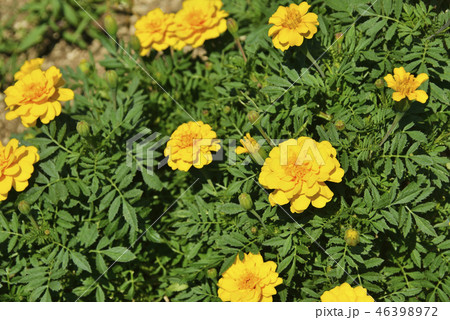 黄色いコウオウソウ 46398972