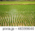 あぜ道 46399640