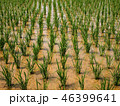 あぜ道 46399641