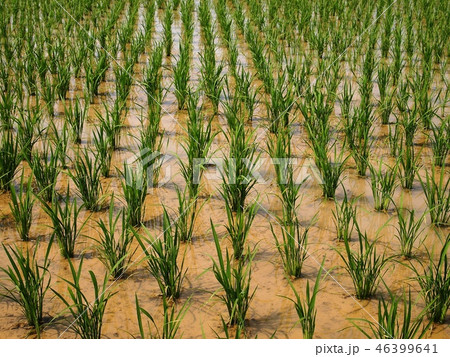 あぜ道 46399641