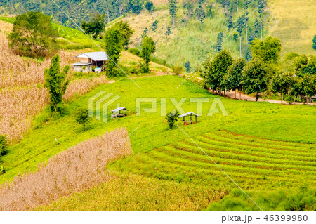 Rice paddies on high 12 46399980