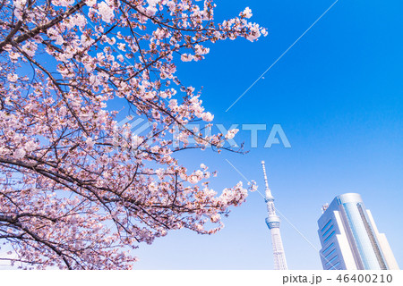 隅田公園付近、桜の季節 隅田公園付近、桜の季節 46400210