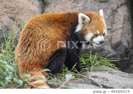 レッサーパンダ レッサーパンダ 46400424