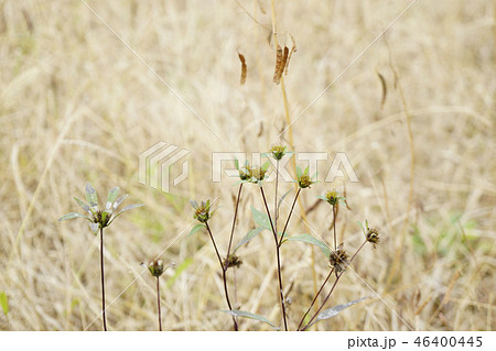 冬の荒れ地にキク科の残草と 冬の荒れ地にキク科の残草と 46400445