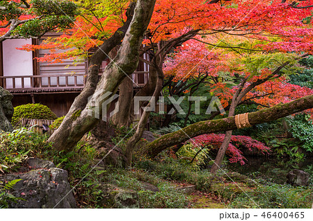 (東京)小石川後楽園 紅葉の季節 (東京)小石川後楽園 紅葉の季節 46400465