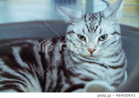 【癒やし素材】どこかを見ている猫 【癒やし素材】どこかを見ている猫 46400643