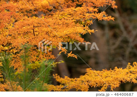 紅葉 静岡県立森林公園 紅葉 静岡県立森林公園 46400687