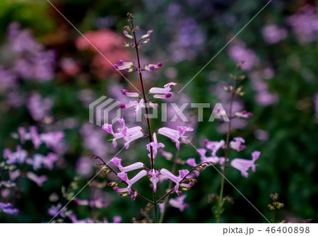 プレクトランサス プレクトランサス 46400898