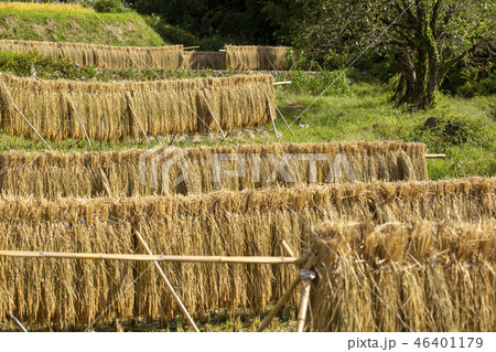 稲刈り はさがけ 稲刈り はさがけ 46401179