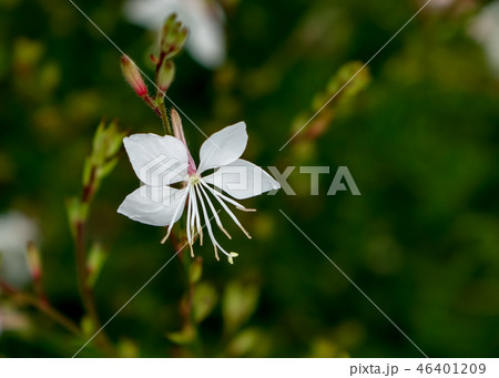 ハクチョウソウ 46401209