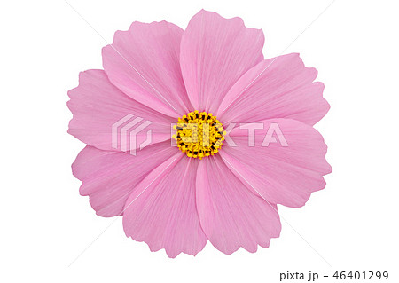 Beautiful pink cosmos flower isolated on white. 46401299