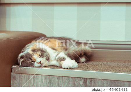 【癒やし素材】眠っている猫 【癒やし素材】眠っている猫 46401411