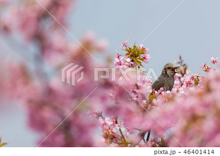 桜とヒヨドリ 46401414