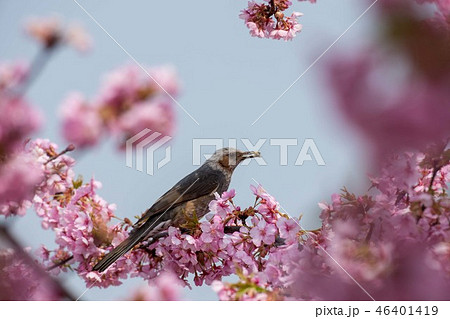 桜とヒヨドリ 46401419
