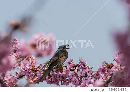 桜とヒヨドリ 桜とヒヨドリ 46401435