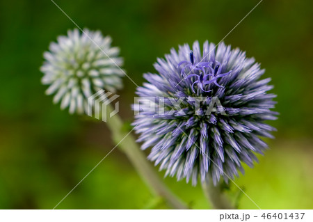 ヒゴタイ ヒゴタイ 46401437