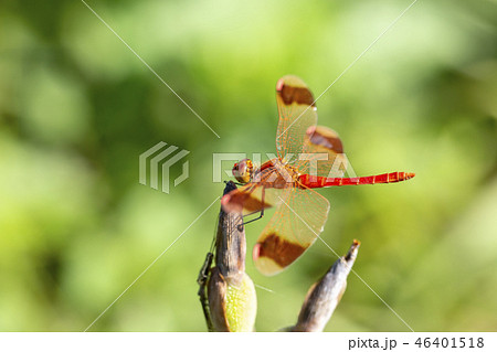 赤とんぼ 46401518
