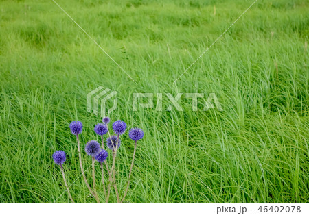 タデ原湿原 ヒゴタイ タデ原湿原 ヒゴタイ 46402078