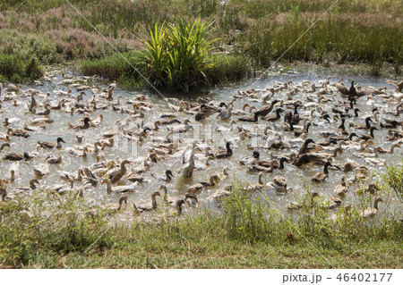 CAMBODIA KAMPONG THOM AGRICULTURE DUCK FARM CAMBODIA KAMPONG THOM AGRICULTURE DUCK FARM 46402177