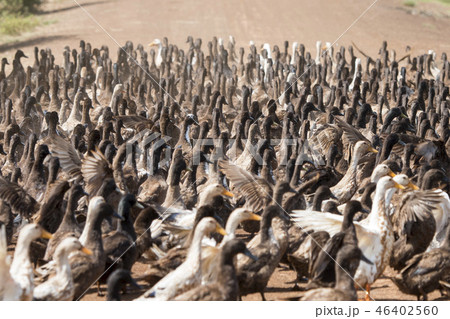 CAMBODIA KAMPONG THOM AGRICULTURE DUCK FARM 46402560