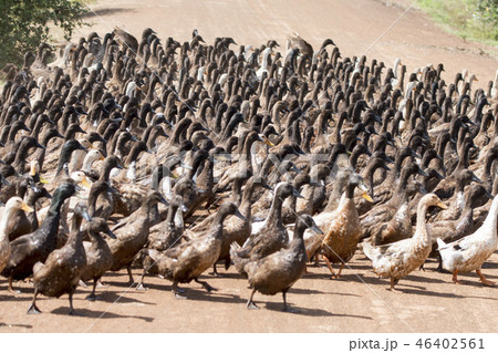 CAMBODIA KAMPONG THOM AGRICULTURE DUCK FARM 46402561