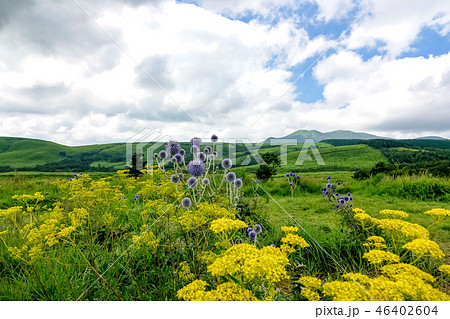 ヒゴタイ公園 オミナエシ ヒゴタイ公園 オミナエシ 46402604