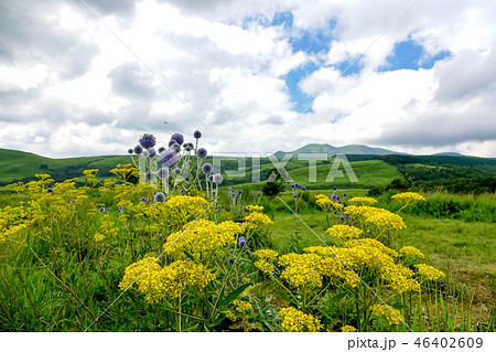 ヒゴタイ公園　オミナエシ 46402609