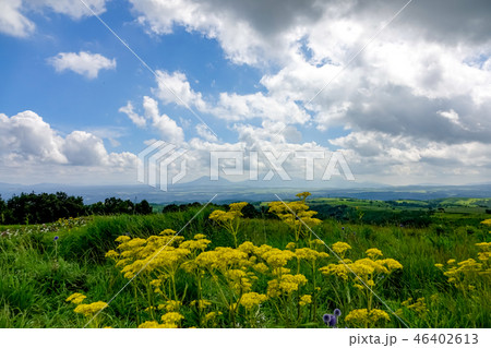 ヒゴタイ公園 オミナエシ ヒゴタイ公園 オミナエシ 46402613