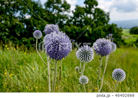 ヒゴタイ公園 ヒゴタイ ヒゴタイ公園 ヒゴタイ 46402666
