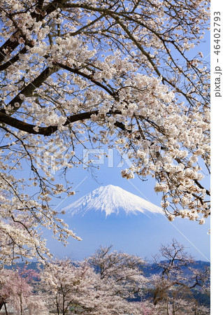 富士山と満開の桜、静岡県富士宮市興徳寺にての写真素材 [46402793
