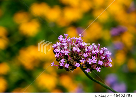 ウスベニカノコソウ ウスベニカノコソウ 46402798