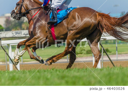 Horses Racing Closeup Animal Action Horses Racing Closeup Animal Action 46403026